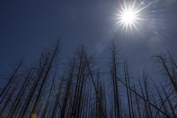 Photo of trees and sun
