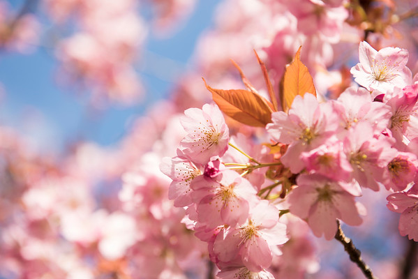 Cherry blossoms