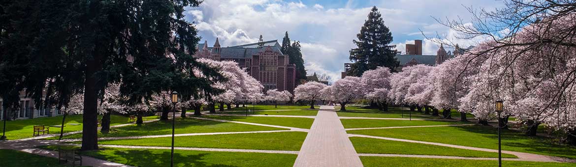 Cherry blossoms on campus